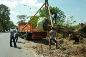 Adopsi Pohon Asem Telapak BT Jatim