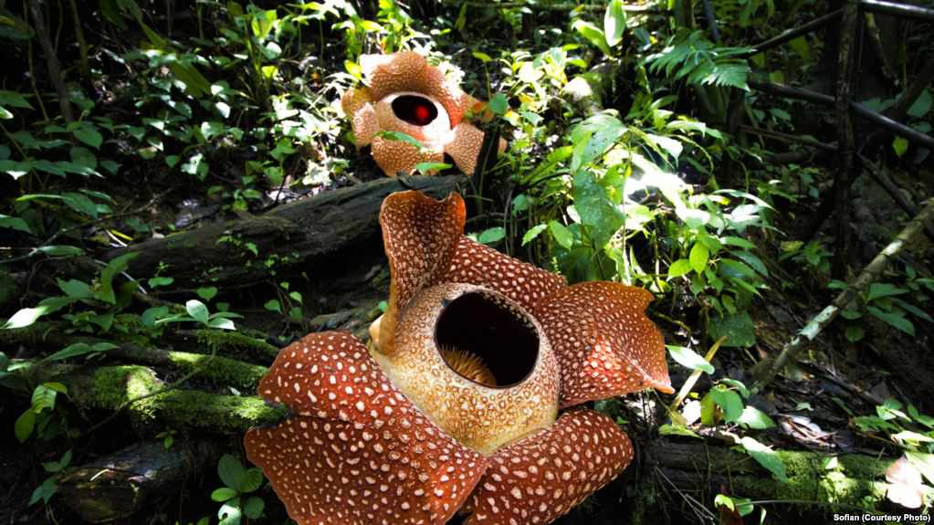 Rafflesia preservation